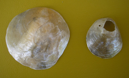 a larger and small jingle shell